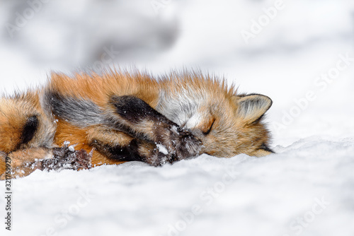 Japanese red fox sleeping in the snow