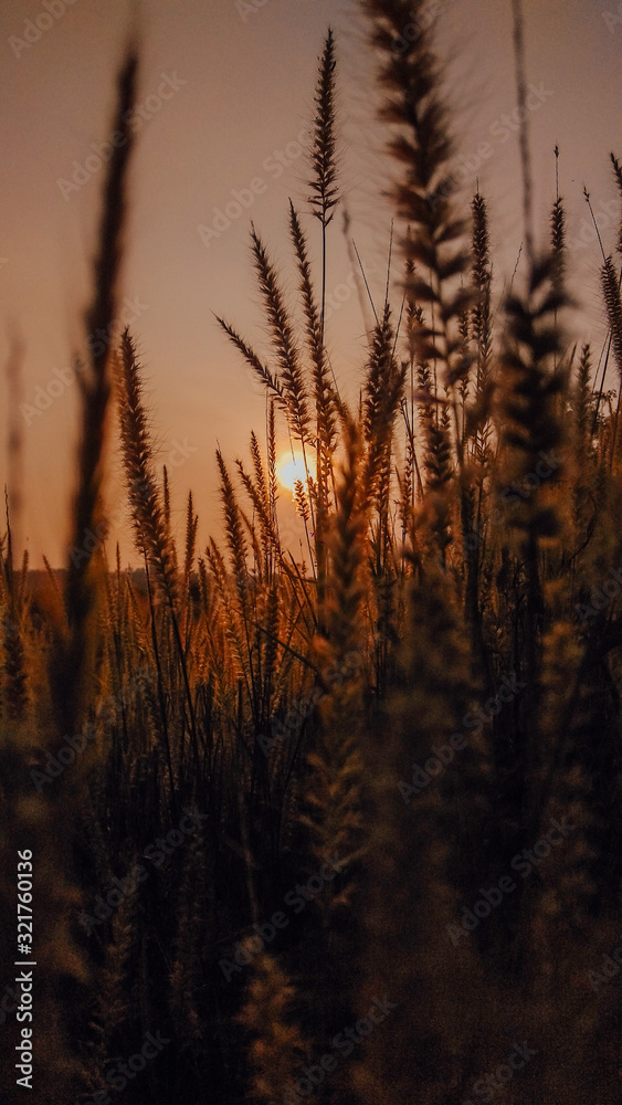 sunset over wheat field