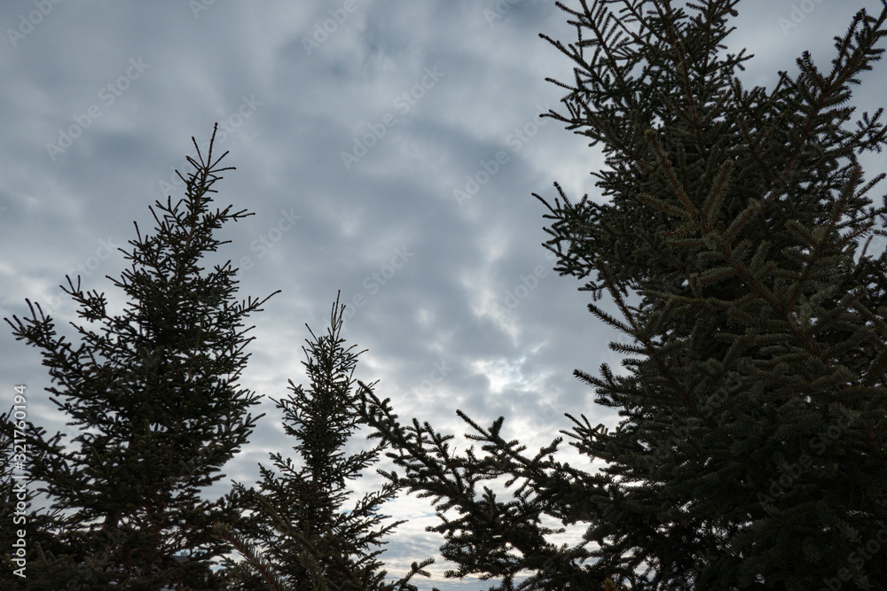 spruce trees and sky