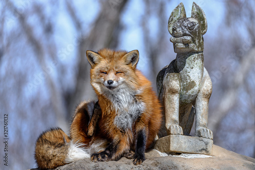 Billede på lærred Japanese red fox resting on a rock with inari statue of shinto shrine in backgro