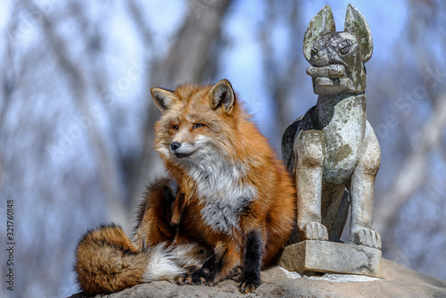 Photography Japanese red fox resting on a rock with inari statue of shinto shrine in backgro