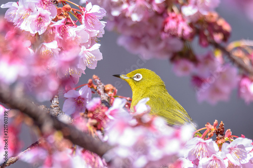 green and yellow bird Japanese zosterops in cherry bloom (white eyes) © Godimus Michel