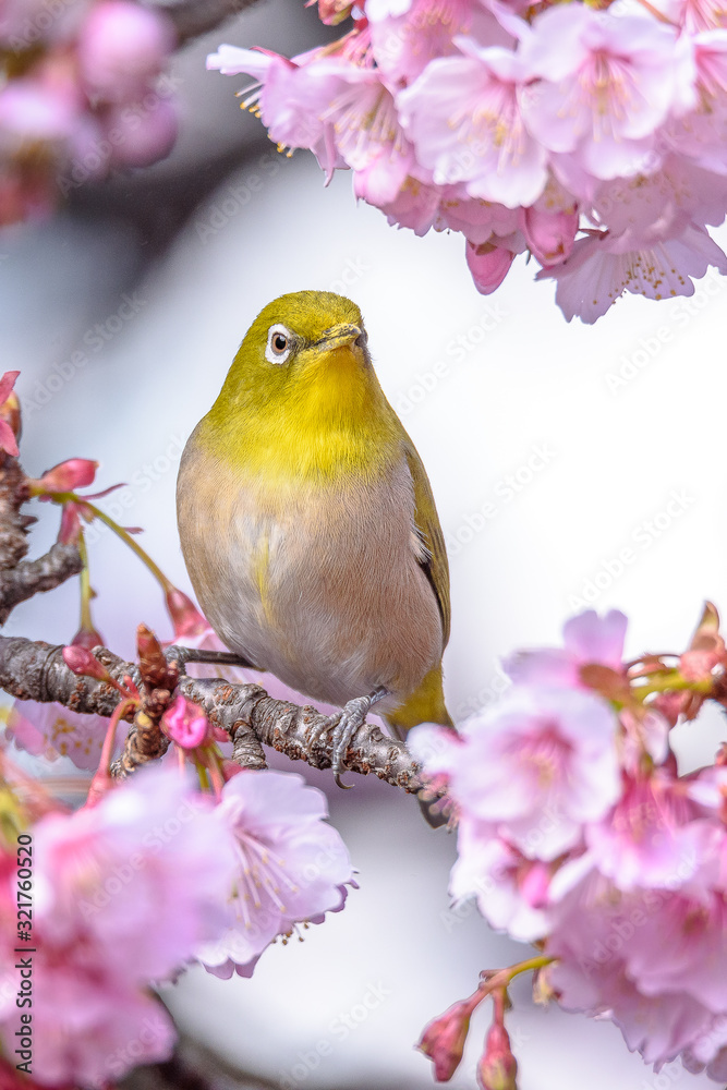 green and yellow bird Japanese zosterops in cherry bloom (white eyes)