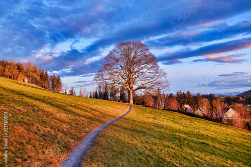 A winter tree at sunset time