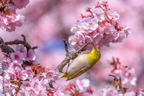 green and yellow bird Japanese zosterops in cherry bloom (white eyes)