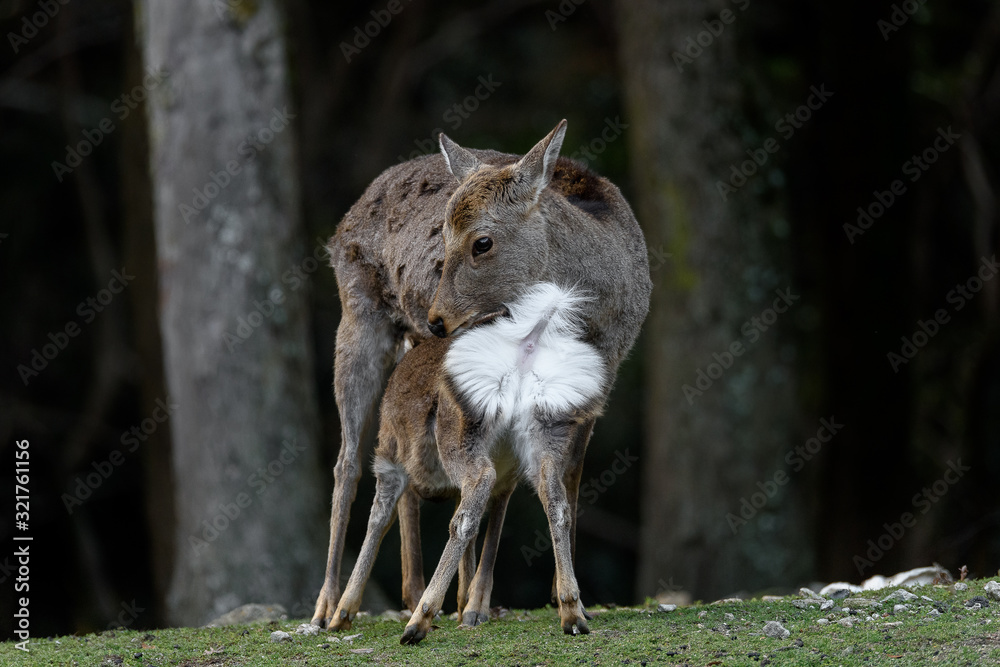 Mother sika deer feeding milk to fawn Mother sika deer feeding milk to fawn