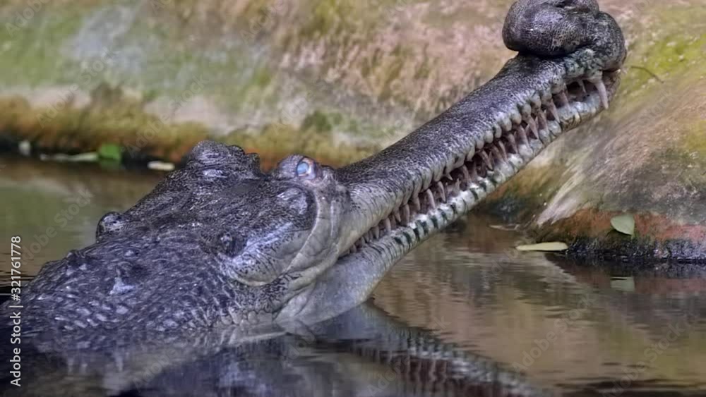 A black Indian Gharial crocodile with it's head above water - slow motion A black Indian Gharial crocodile with it's head above water - slow motion