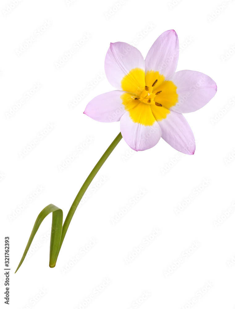 Single flower of a lilac and yellow tulip isolated Single flower of a lilac and yellow tulip isolated