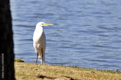 Egret near the lake