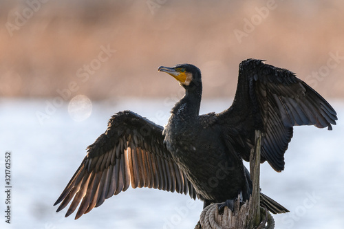 great cormorant in breeding plumage portrait © Godimus Michel