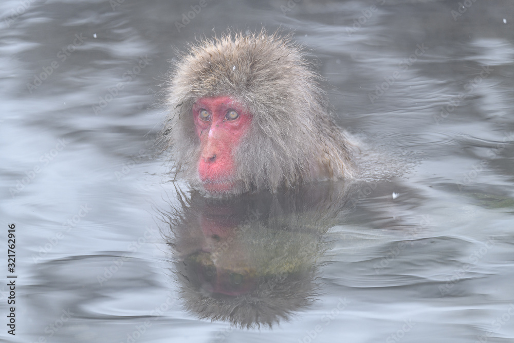 Naklejka premium white Japanese macaque, snow monkey taking bath in hot spring close up