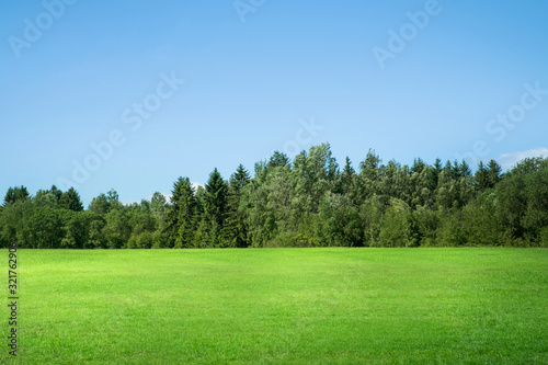 Natural green grass field in sunny day