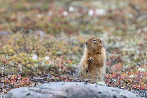 Ground squirrel, also known as Richardson ground squirrel or siksik in Inuktitut, standing next to a rock surrounded by arctic plants in fall colours photo