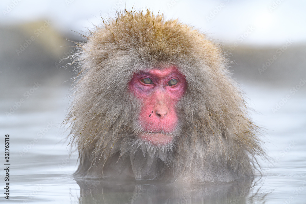 Naklejka premium white Japanese macaque, snow monkey taking bath in hot spring close up