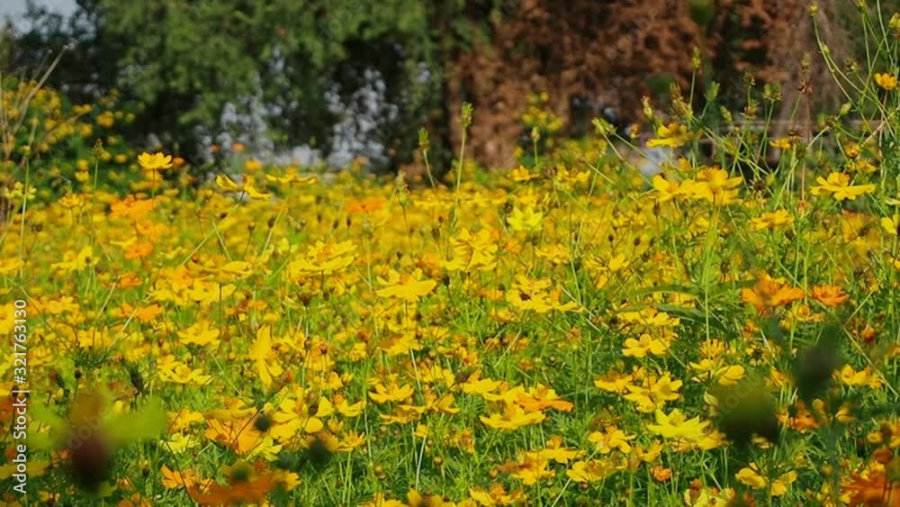 Cosmos flower garden, Beautiful yellow, full of wide fields. Cosmos flower garden, Beautiful yellow, full of wide fields.