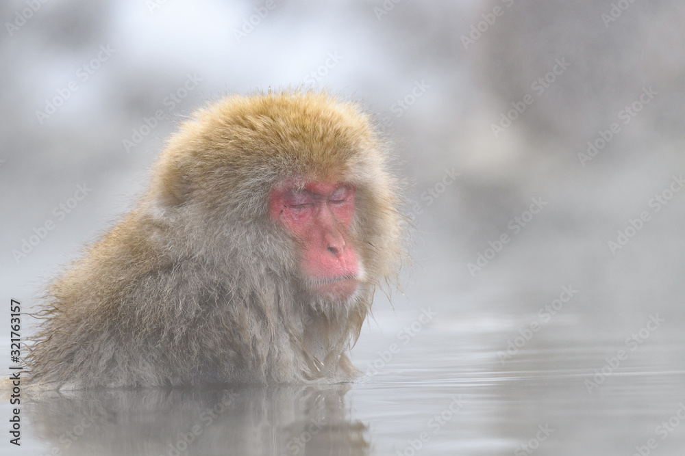 white Japanese macaque, snow monkey taking bath in hot spring close up