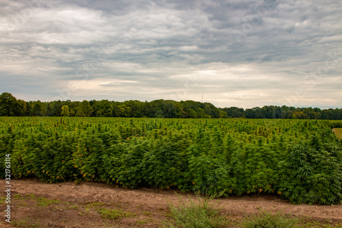 An industrial hemp field in Ontario canada. Hemp is a large agricultural industry with many uses.