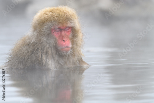 white Japanese macaque  snow monkey taking bath in hot spring close up
