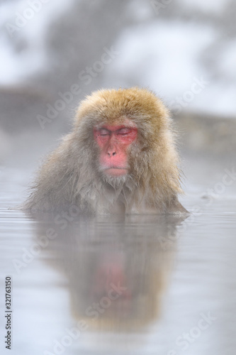 white Japanese macaque, snow monkey taking bath in hot spring close up © Godimus Michel