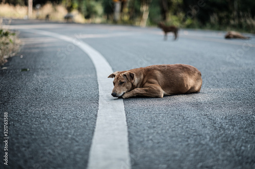 Wall Mural Stray dogs live on the roads in the forest
