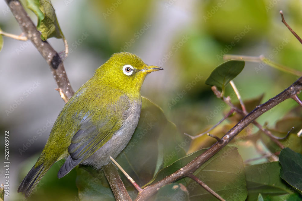 green and yellow bird Japanese zosterops portrait green and yellow bird Japanese zosterops portrait