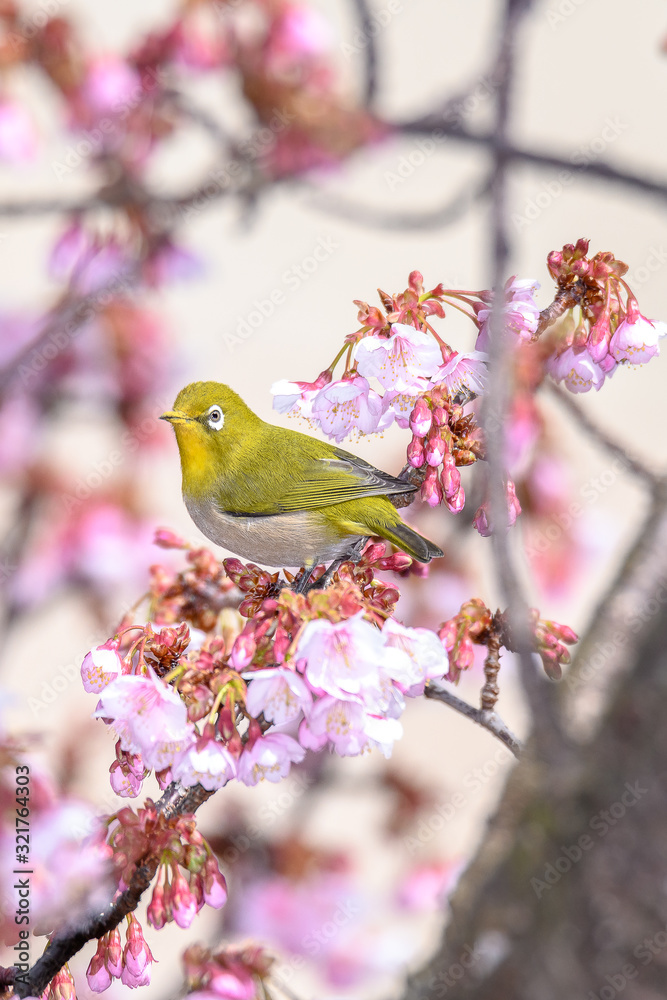 green yellow bird Japanese zosterops in cherry bloom (white eyes)