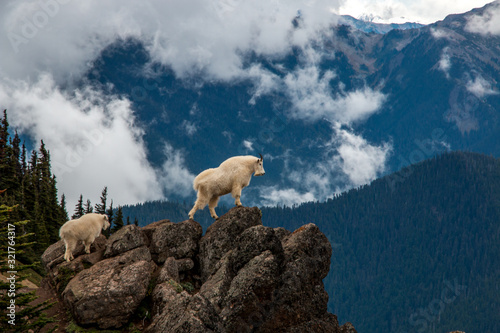 mountain goat family walking out on a rocky bluff in moody mountains with clouds, forest, and snow in the background