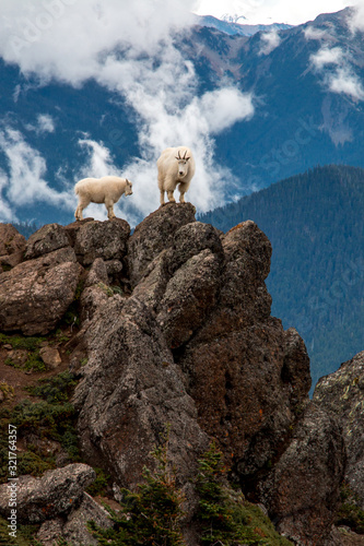 mountain goat faces camera while baby stands nearby on rocky bluff in the mountains with moody clouds and forest background