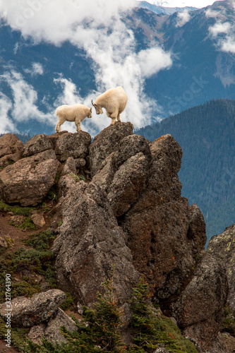 mountain goat and baby touch foreheads on bluff with moody clouds and forest mountain background
