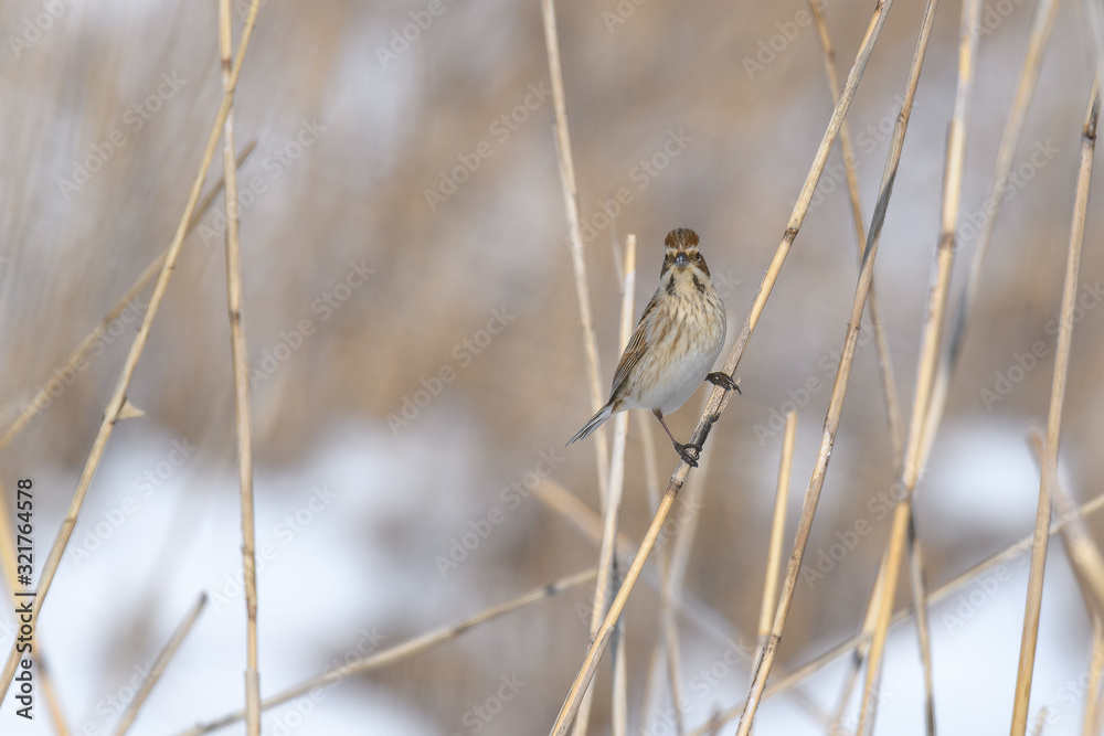 Pallas's reed bunting on branch Pallas's reed bunting on branch