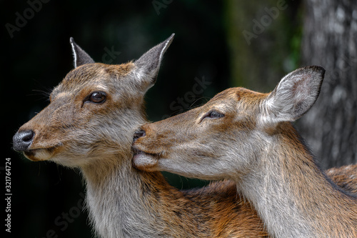 two female sika deer cuddling and kissing together photo