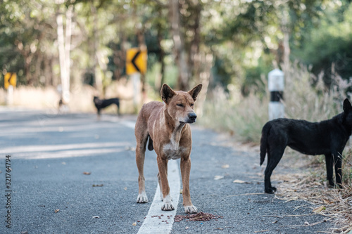 Stray dogs live on the roads in the forest