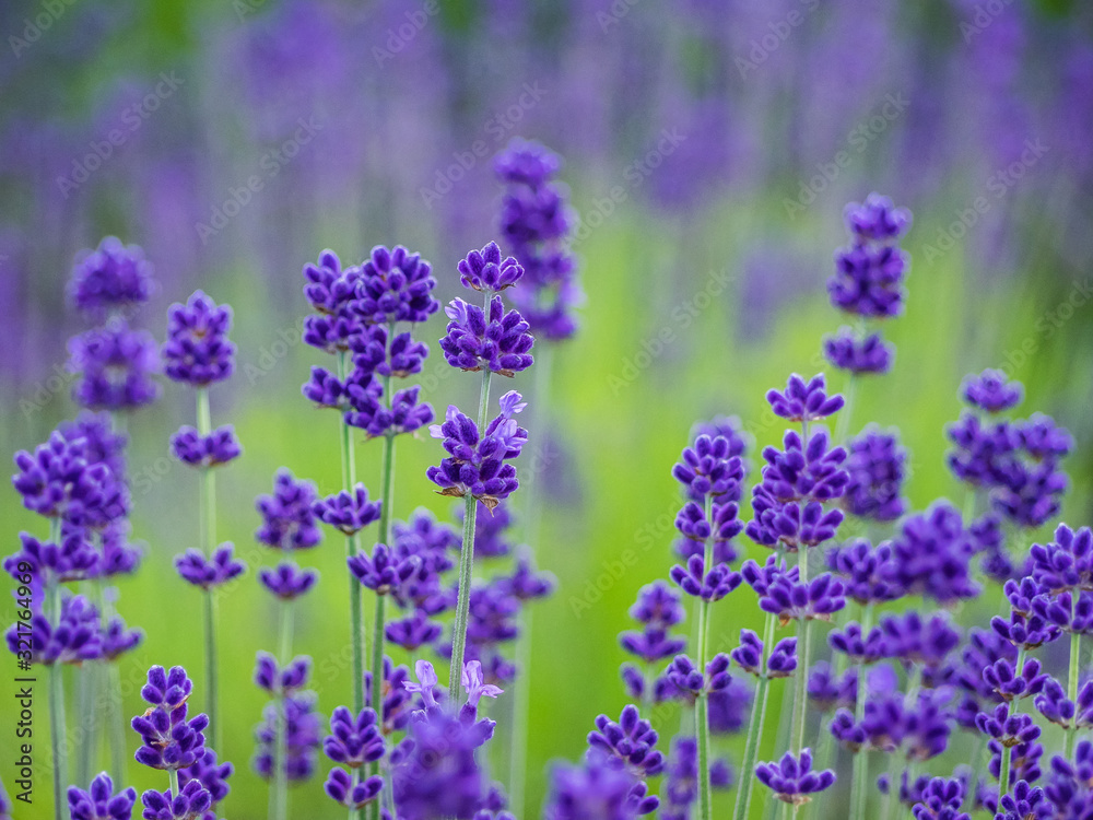 Naklejka premium lavender ラベンダー