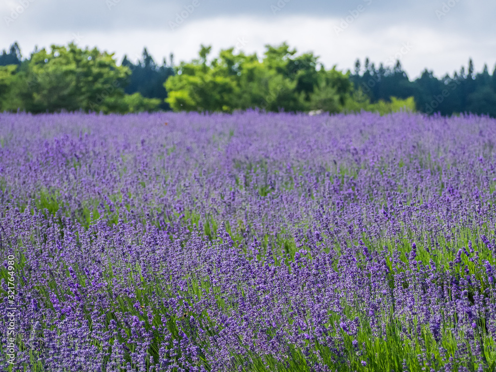 lavender ラベンダー lavender ラベンダー
