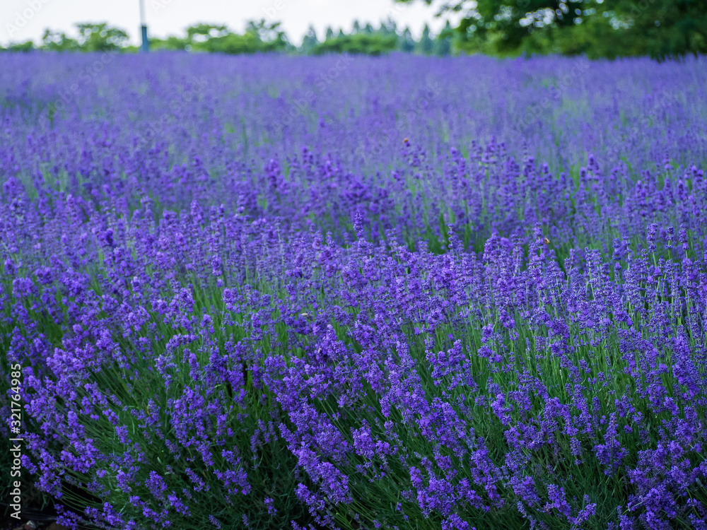 Obraz premium lavender ラベンダー