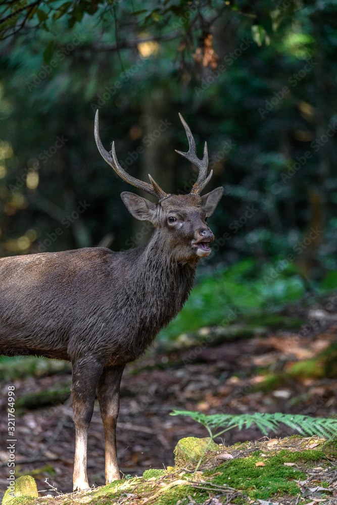 Fototapeta premium japanese sika deer male roaring