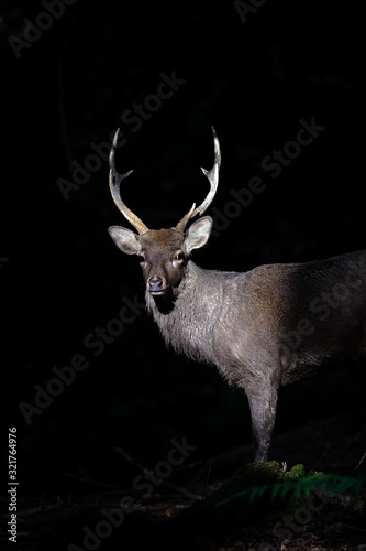 Male sika deer portrait in a light beam with a dark forest background © Godimus Michel