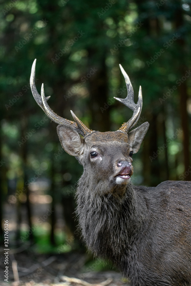 japanese sika deer male roaring japanese sika deer male roaring