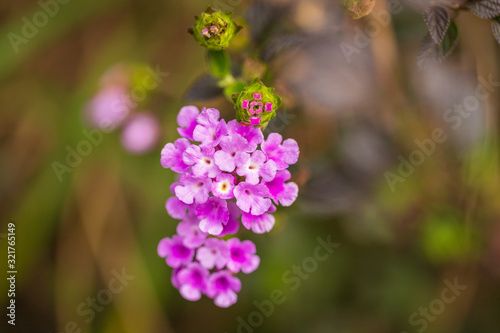 Small flower in purple colour