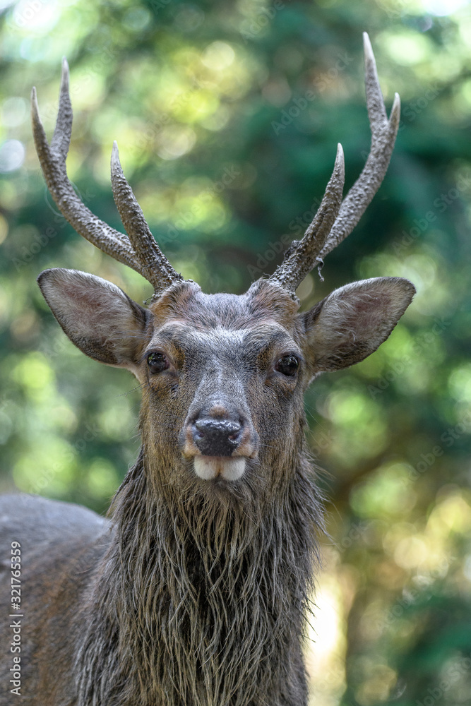 Male sika deer portrait in the forest