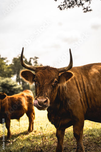 Fototapeta Naklejka Na Ścianę i Meble -  bull in the field