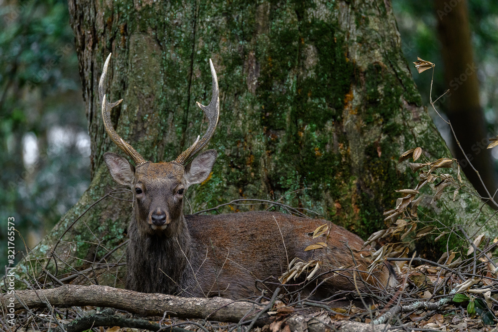 male sika deer close up