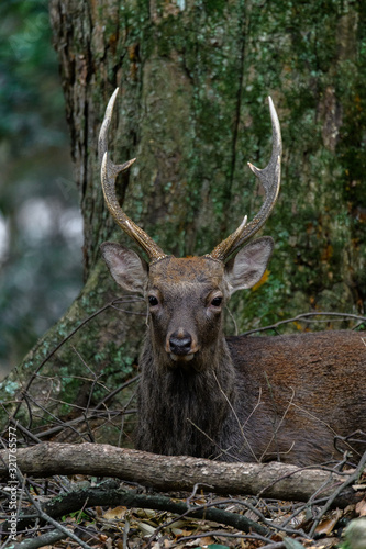 male sika deer close up