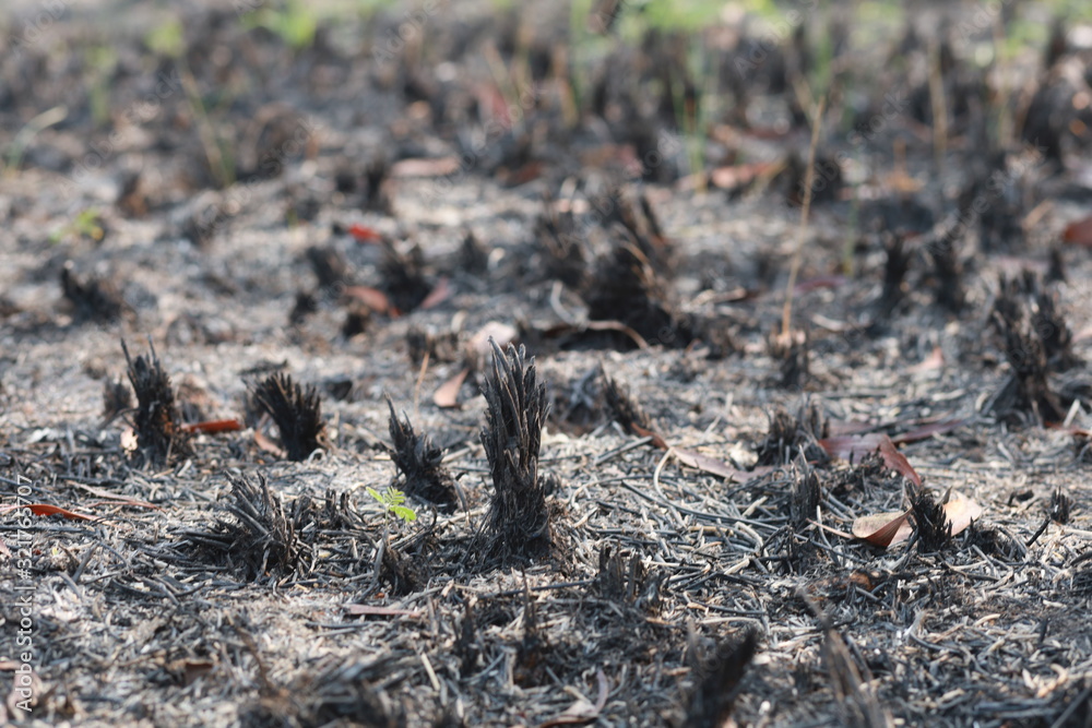 image of burning grass caused by the burning of forest for agriculture causing dust pm 2.5 in Thailand image of burning grass caused by the burning of forest for agriculture causing dust pm 2.5 in Thailand