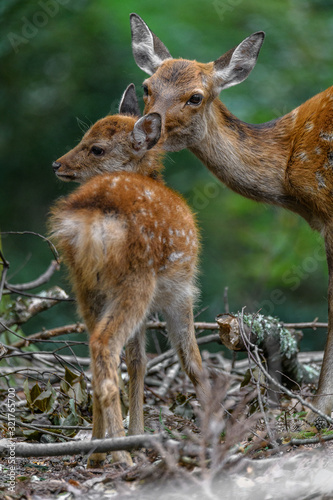 Obraz na plátně sika deer mother and fawn cuddling and kissing together
