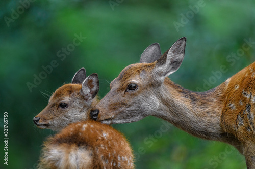 Fototapeta Naklejka Na Ścianę i Meble -  sika deer mother and fawn cuddling and kissing together