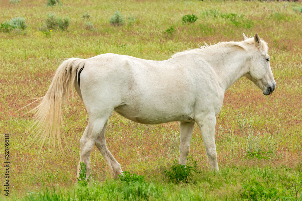 Fototapeta premium Koń na farmie w Pemberton, Kolumbia Brytyjska, Kanada.