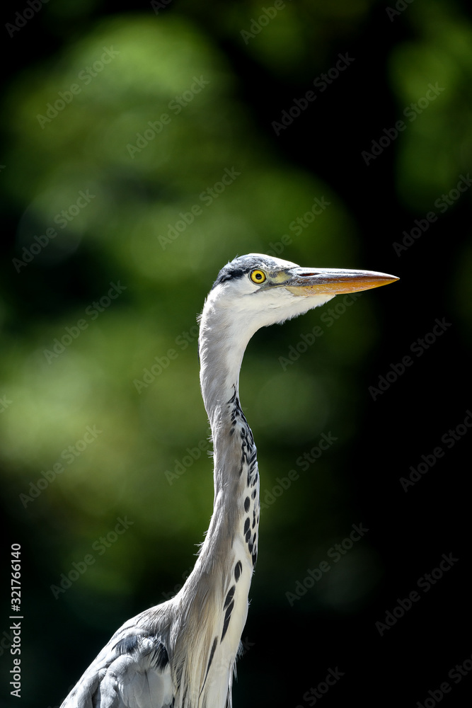 grey heron portrait grey heron portrait