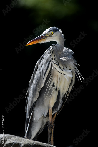 grey heron portrait