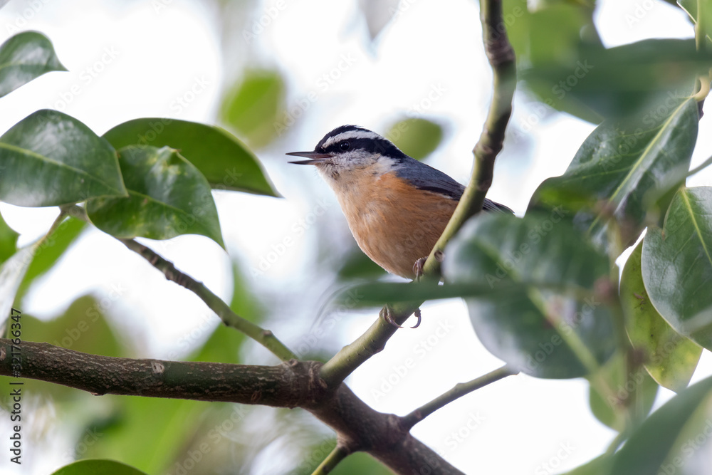 Red breasted nuthatch Red breasted nuthatch